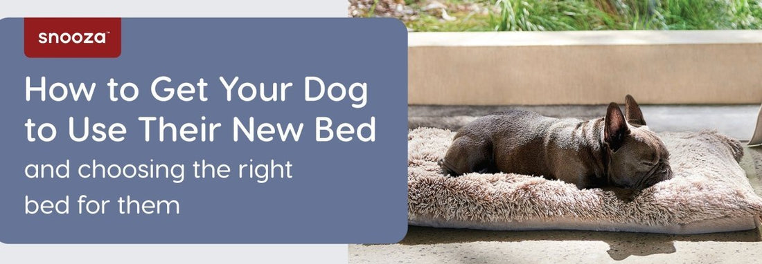 How to Get Your Dog to Use Their New Bed - Snooza Pet Products