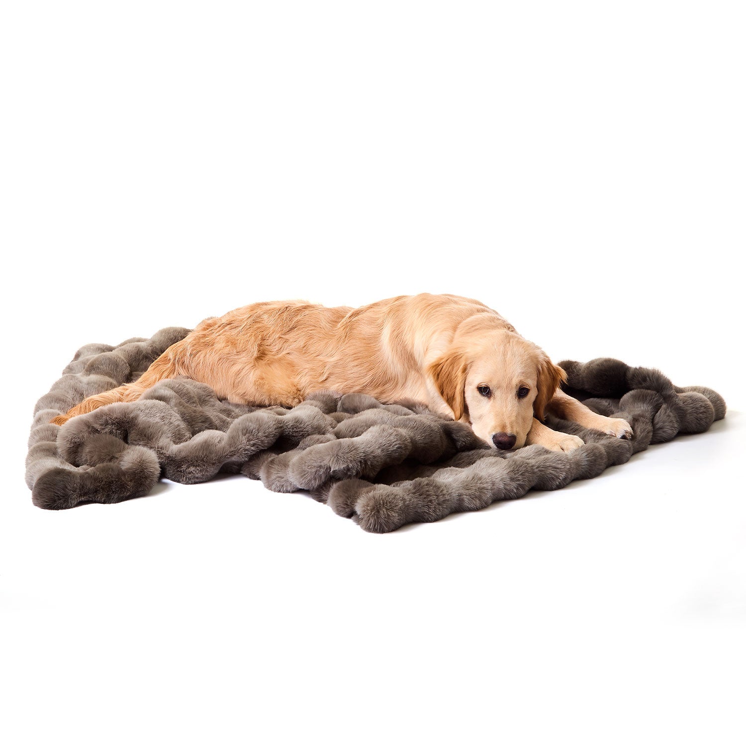 Dog Blankets Buy Ultrasoft & Cosy Dog Blankets Australia Wide