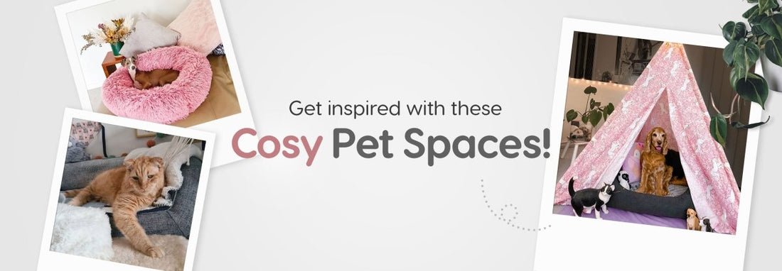 Get Inspired with these Cosy Pet Spaces! - Snooza Pet Products