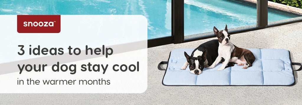 How To Keep Your Dog Warm This Winter - Snooza Pet Products