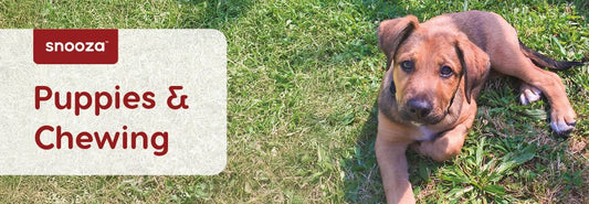 How to Survive the Puppy Chewing Phase - Snooza Pet Products
