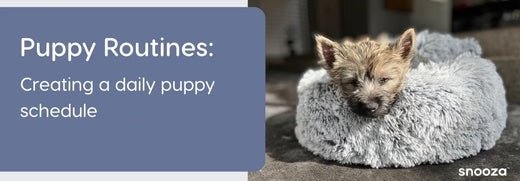 Puppy Routines: How to Create a Daily Puppy Schedule – Snooza Pet Products