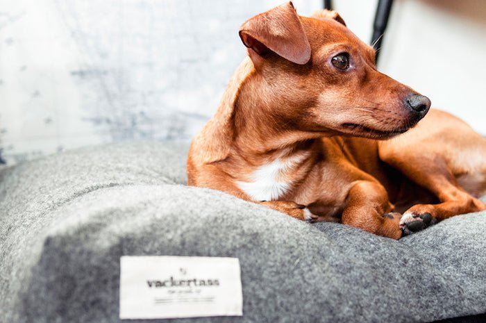 Our new Supa Snooza - Snooza Pet Products