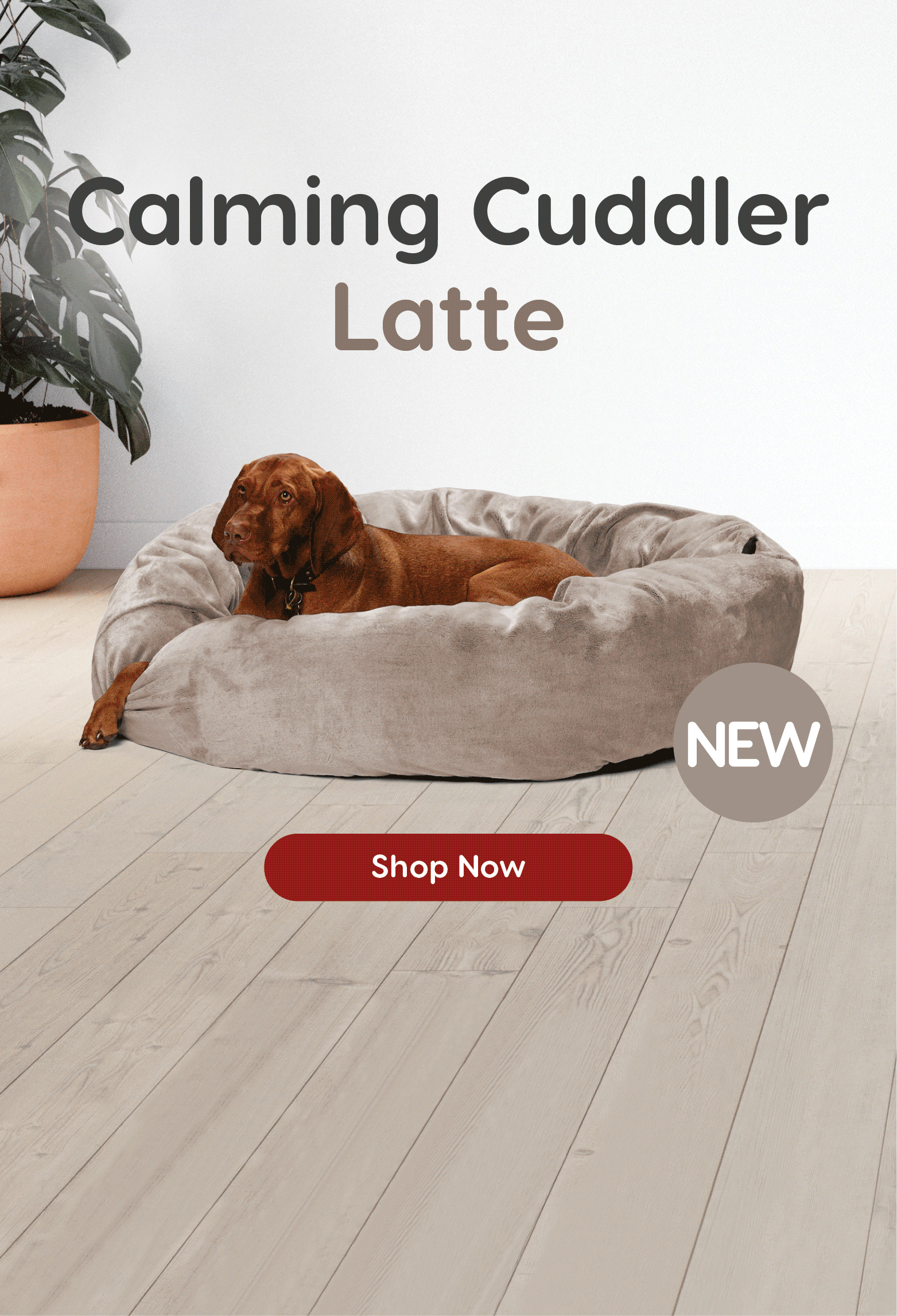 Pet Beds Designer Beds for Pets Optimise Health & Wellbeing with