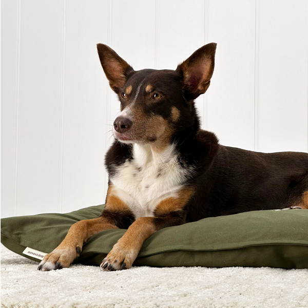 Cotton Canvas Futon Dog Bed Buy Direct